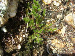 Image of Selaginella alutacea Spring
