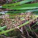 Image de Machaerina angustifolia (Gaudich.) T. Koyama