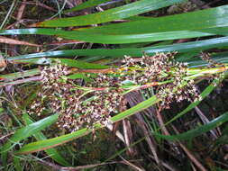 Imagem de Machaerina angustifolia (Gaudich.) T. Koyama