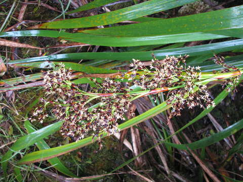 Image of Polynesian Twig-Rush