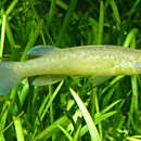 Image of Barrens topminnow