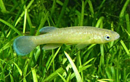 Image of topminnows