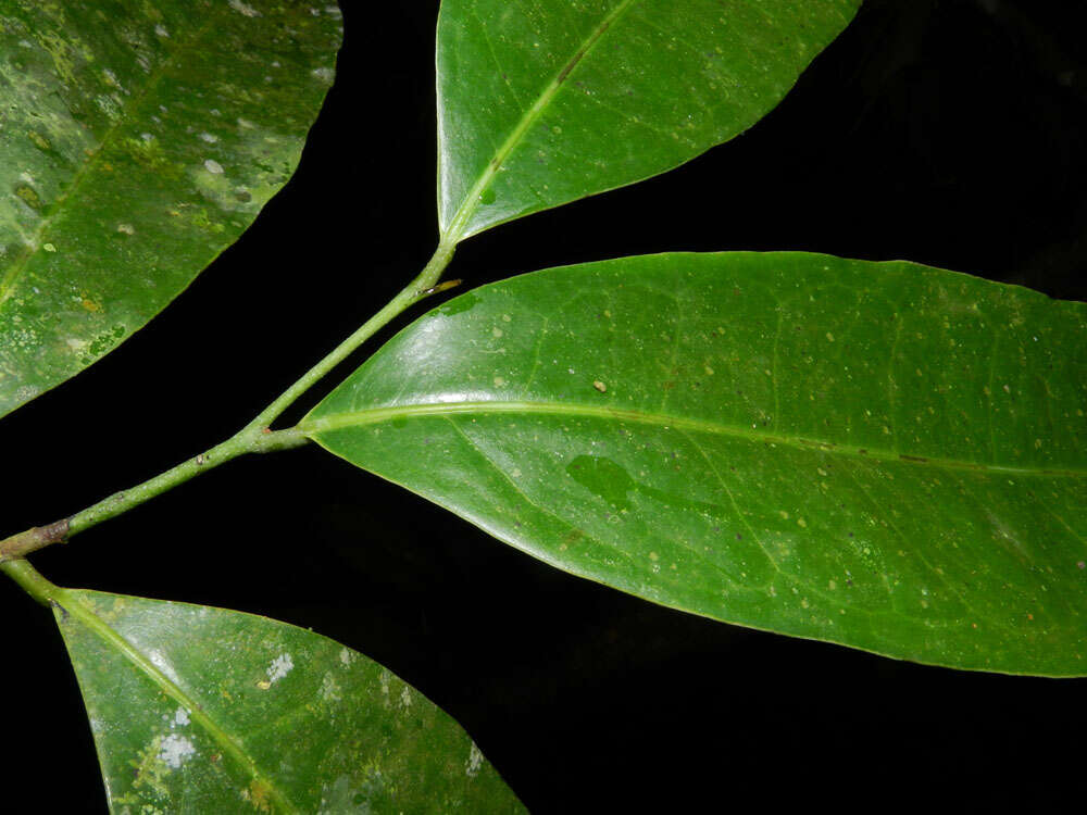 Plancia ëd Mosannona costaricensis (R. E. Fr.) Chatrou