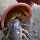 Image of Giant hermit crab
