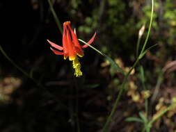 Image of Ranunculaceae