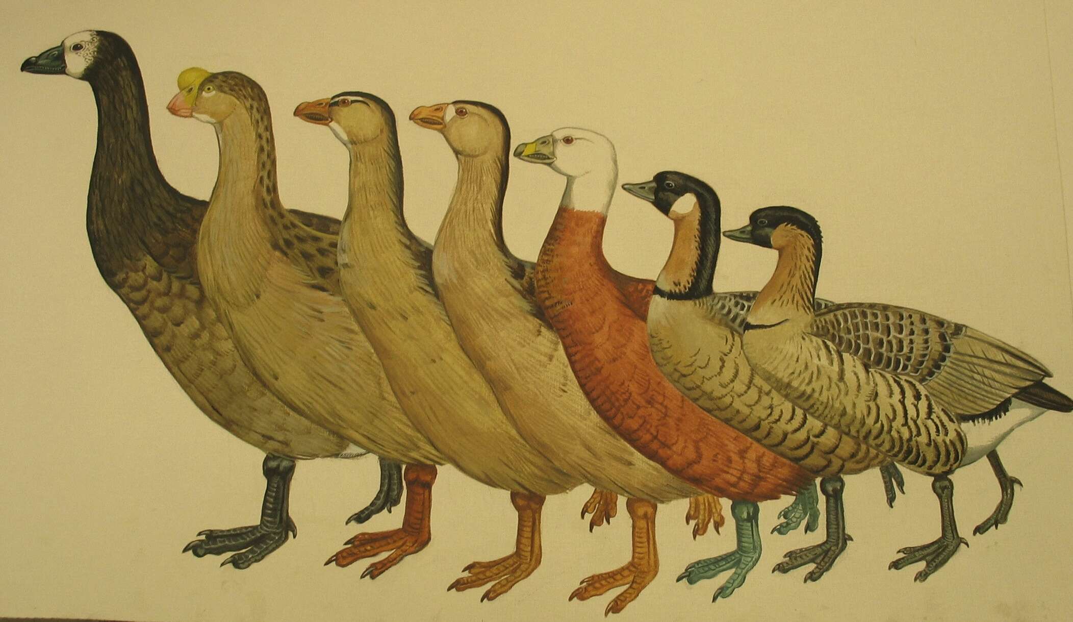 Imagem de Branta sandvicensis (Vigors 1834)