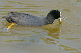 Image of Fulica Linnaeus 1758