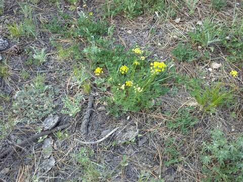 Imagem de Cymopterus lemmonii (J. M. Coult. & Rose) Dorn