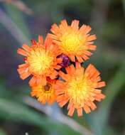 Image de Pilosella aurantiaca subsp. aurantiaca