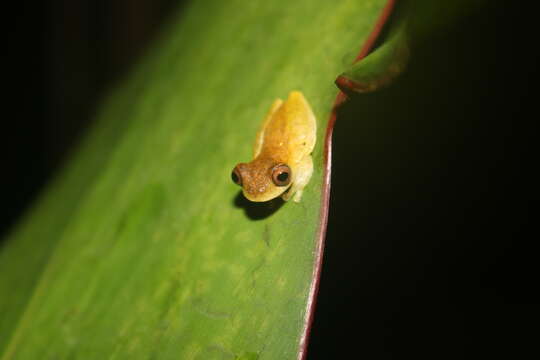 Image of Dendropsophus Fitzinger 1843