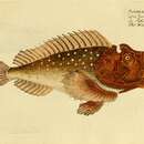 Image of Estuarine stonefish