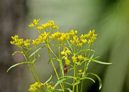 Image of narrowleaf yellowtops