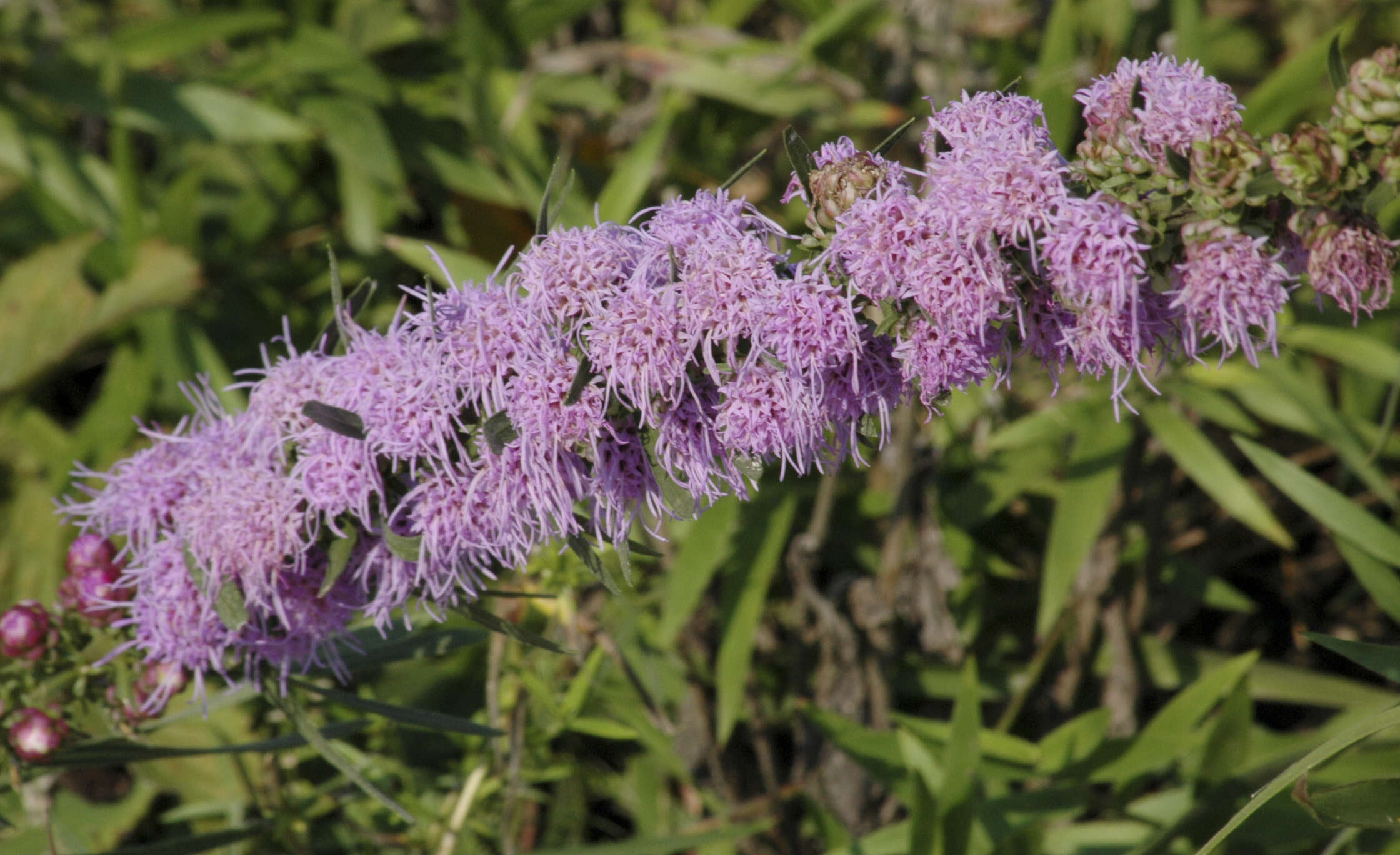 Слика од Liatris aspera Michx.