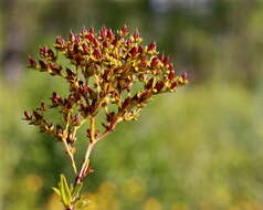 Image of cluster-leaf st.john's wort