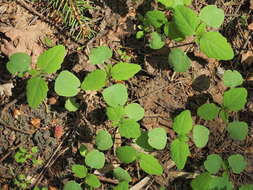 Image of Jewelweeds