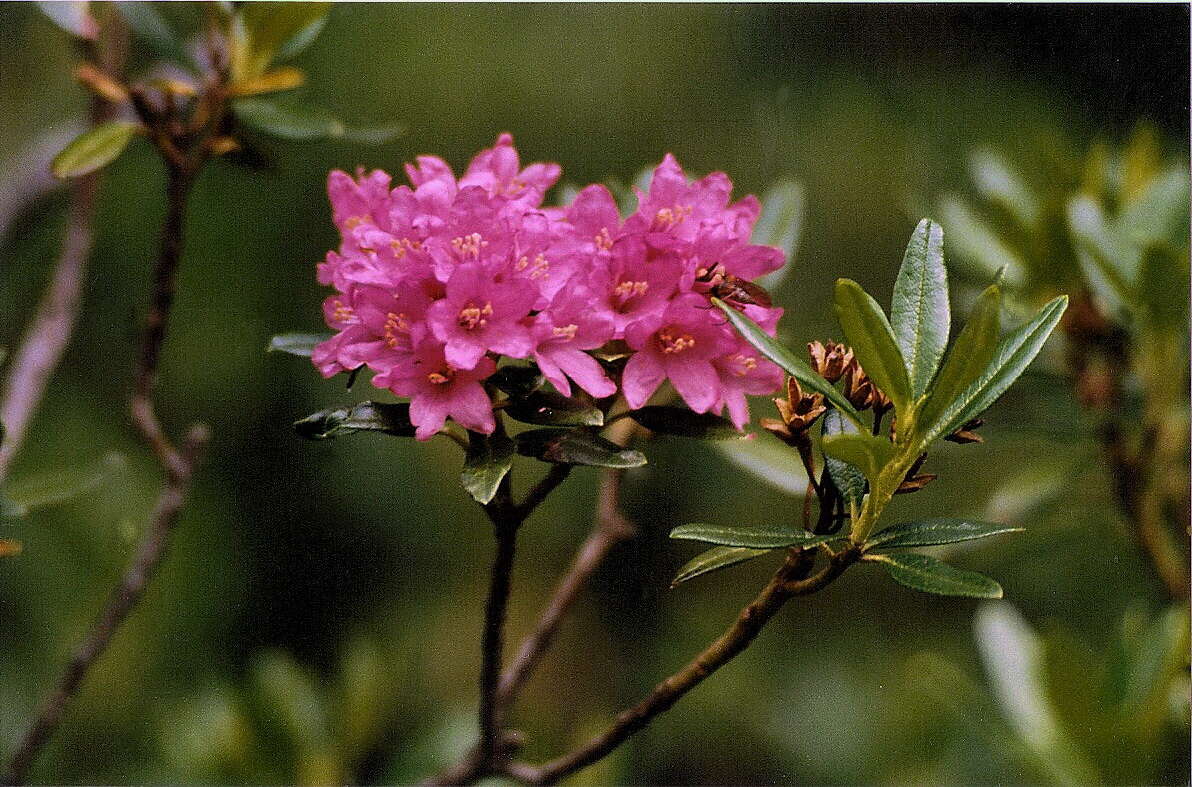 Image of Alpine Rose