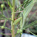 Image of Stagmomantis limbata Hahn 1835