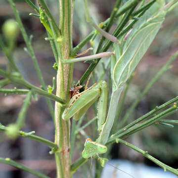 Image of Stagmomantis