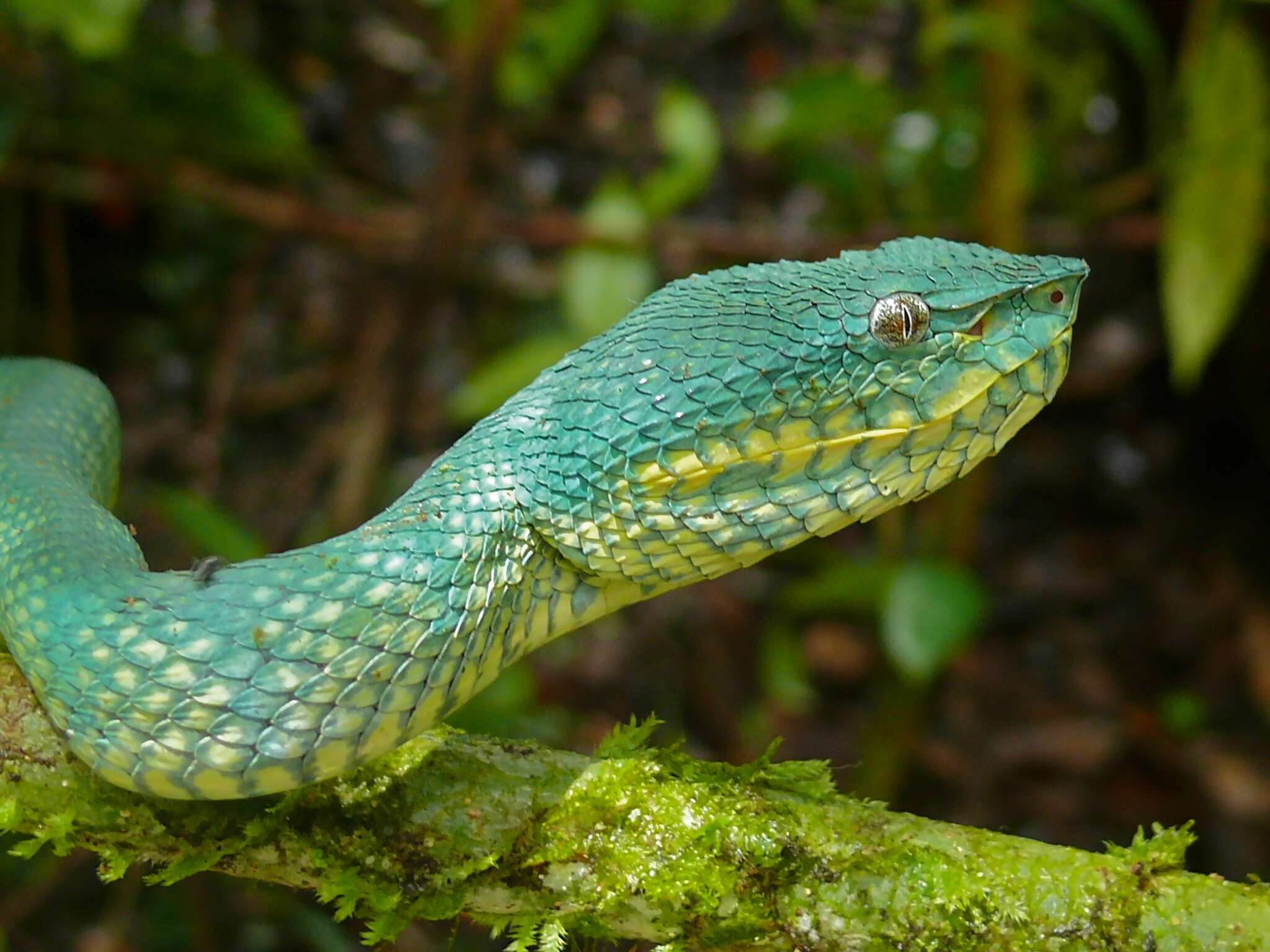 Image de Tropidolaemus subannulatus (Gray 1842)