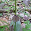 Image of brown widelip orchid