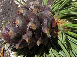 Image of Pine