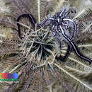 Image of Feather-hitching brittle star