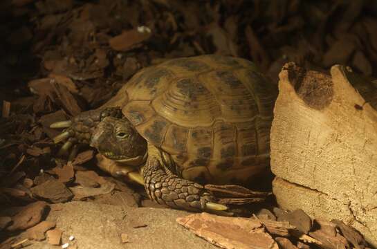 Image of Testudo