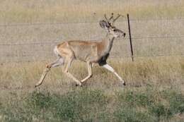 Image of mule deer and white-tailed deer
