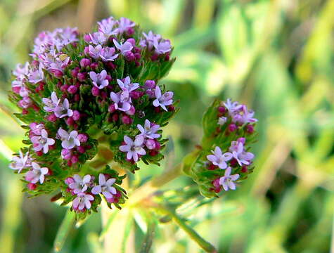 Image of Valerians