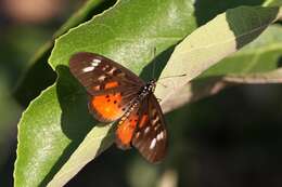 Image of Acraea pharsalus Ward 1871