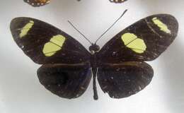 Image of Heliconius wallacei Reakirt 1866