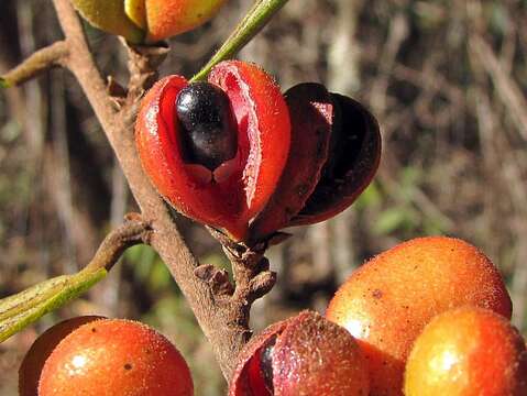 Xylopia sericea A. St.-Hil.的圖片