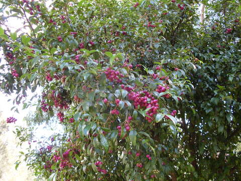 Image of brush cherry