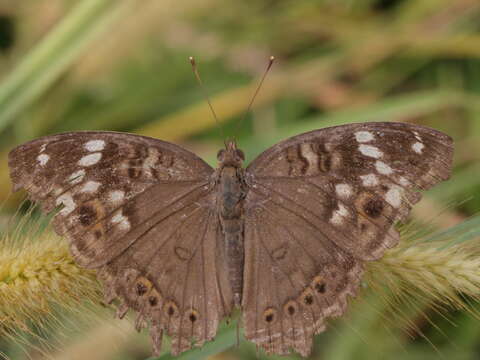 Plancia ëd Junonia atlites Linnaeus 1763