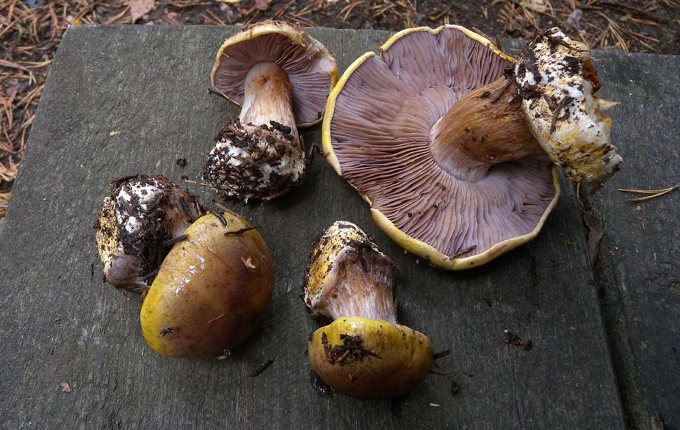 Image of Cortinarius aureopulverulentus M. M. Moser 1952