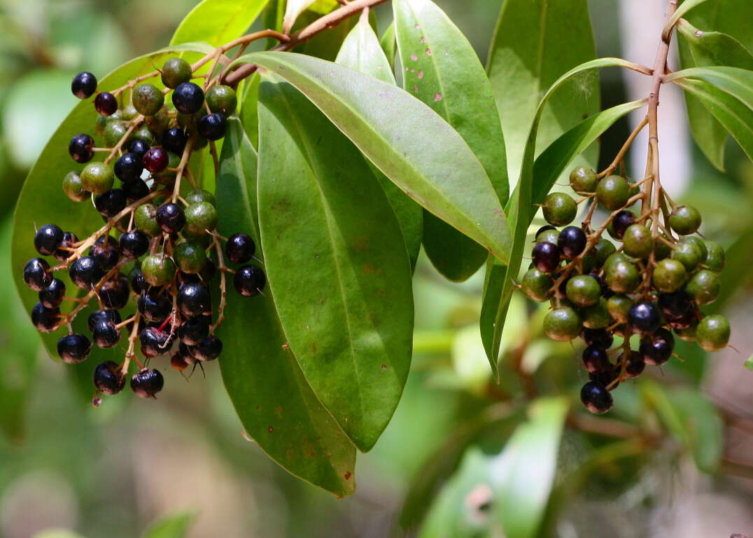 Слика од Ardisia escallonioides Schiede & Deppe ex Schltdl. & Cham.