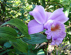 Image of Sobralia warszewiczii Rchb. fil.