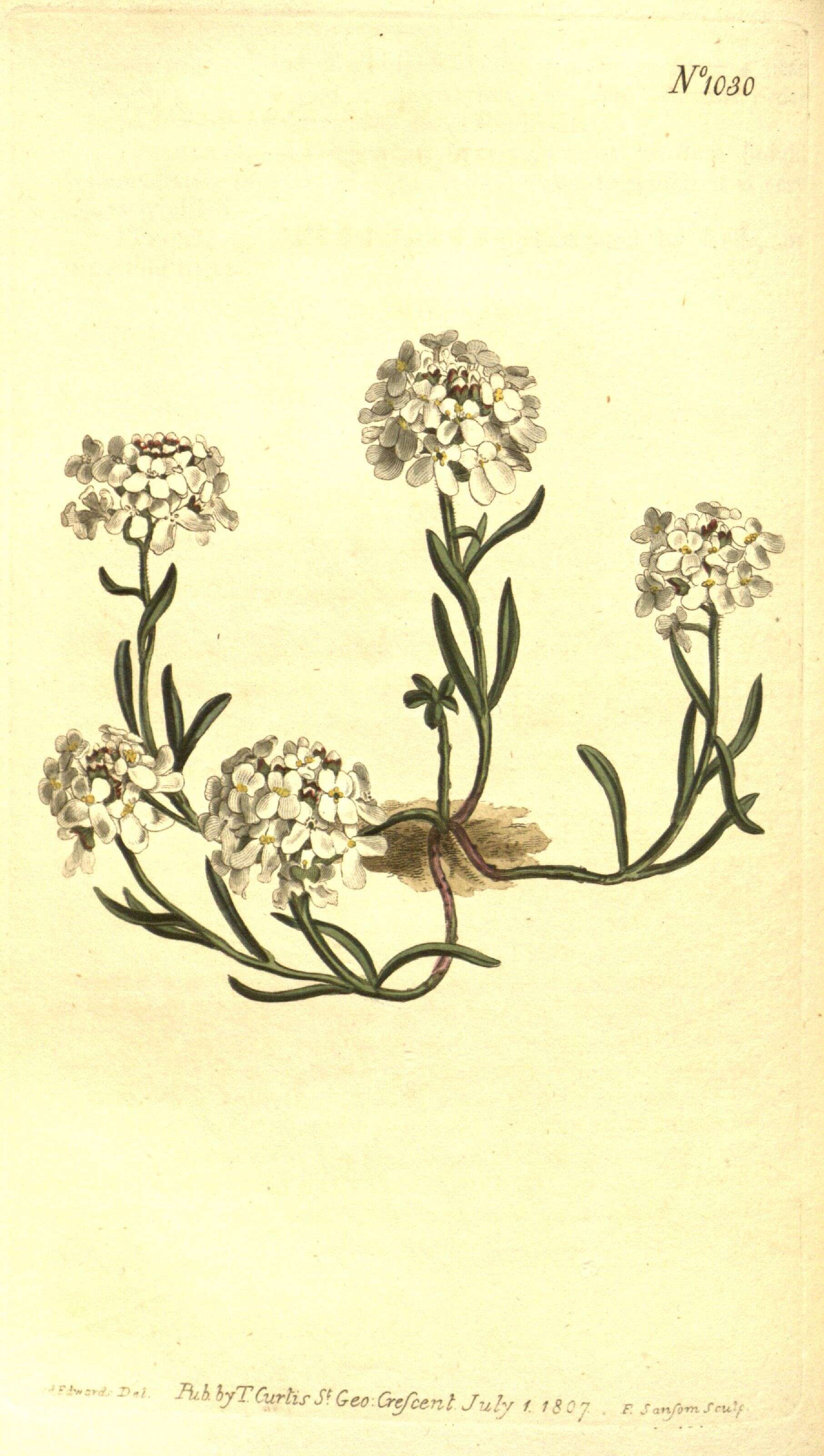 Image of candytuft