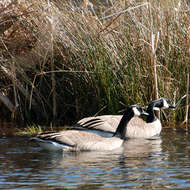 Image of Hawaiian goose