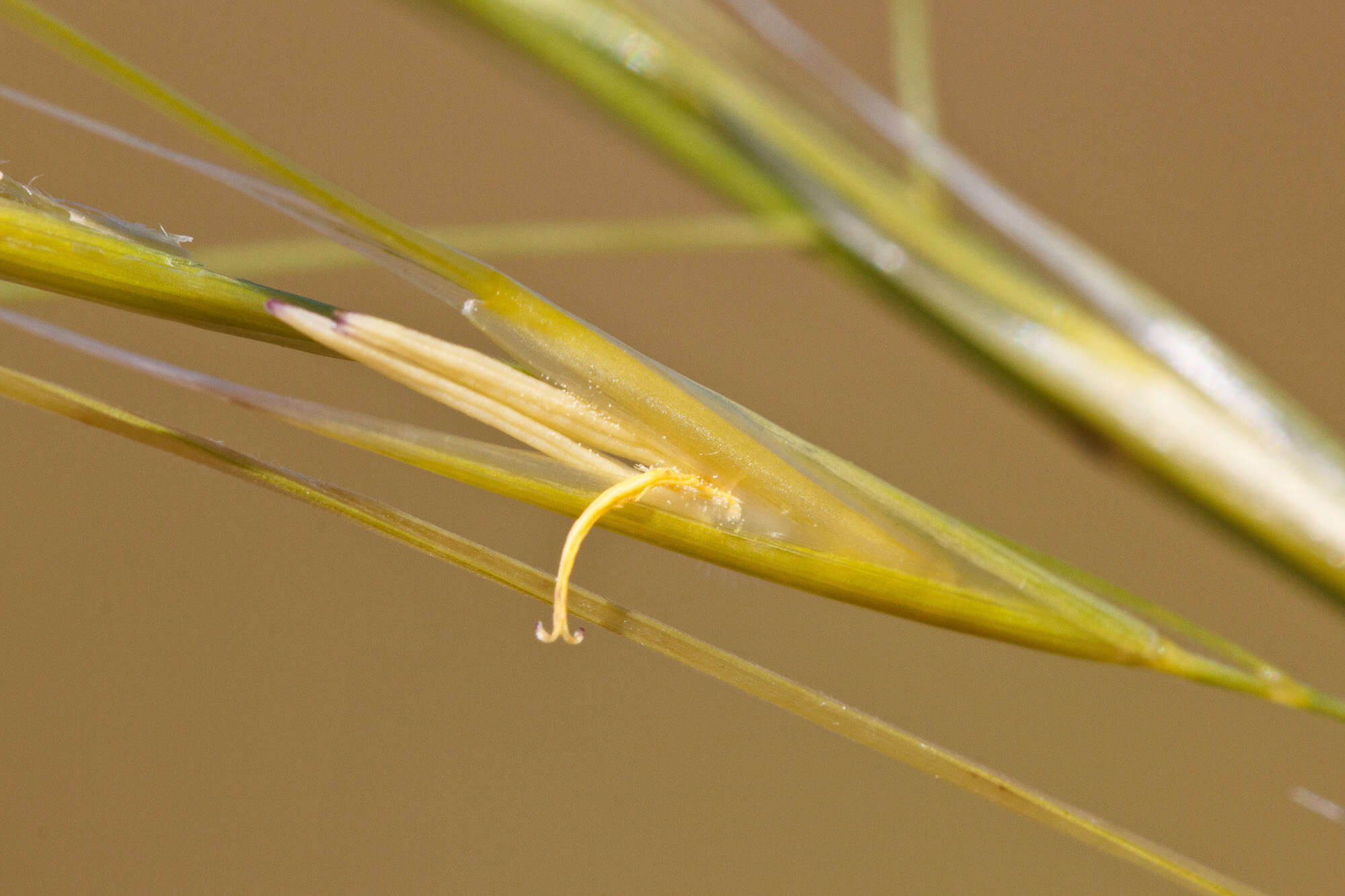 Imagem de Stipa capillata L.