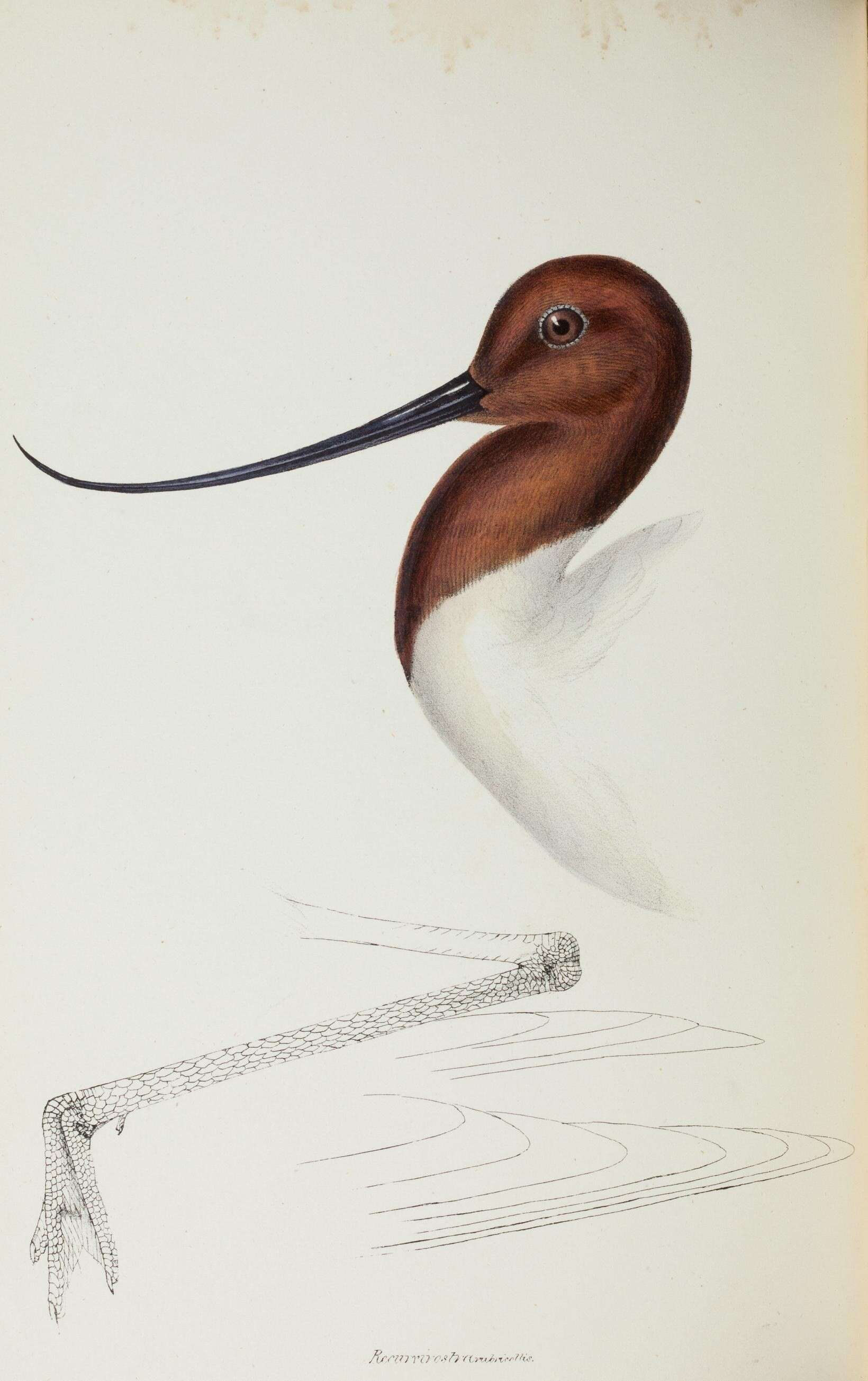 Слика од Recurvirostra Linnaeus 1758