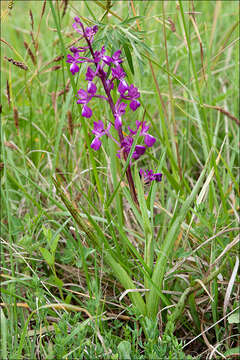 Image of Loose-flowered orchid