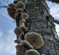 Image of Schizophyllum