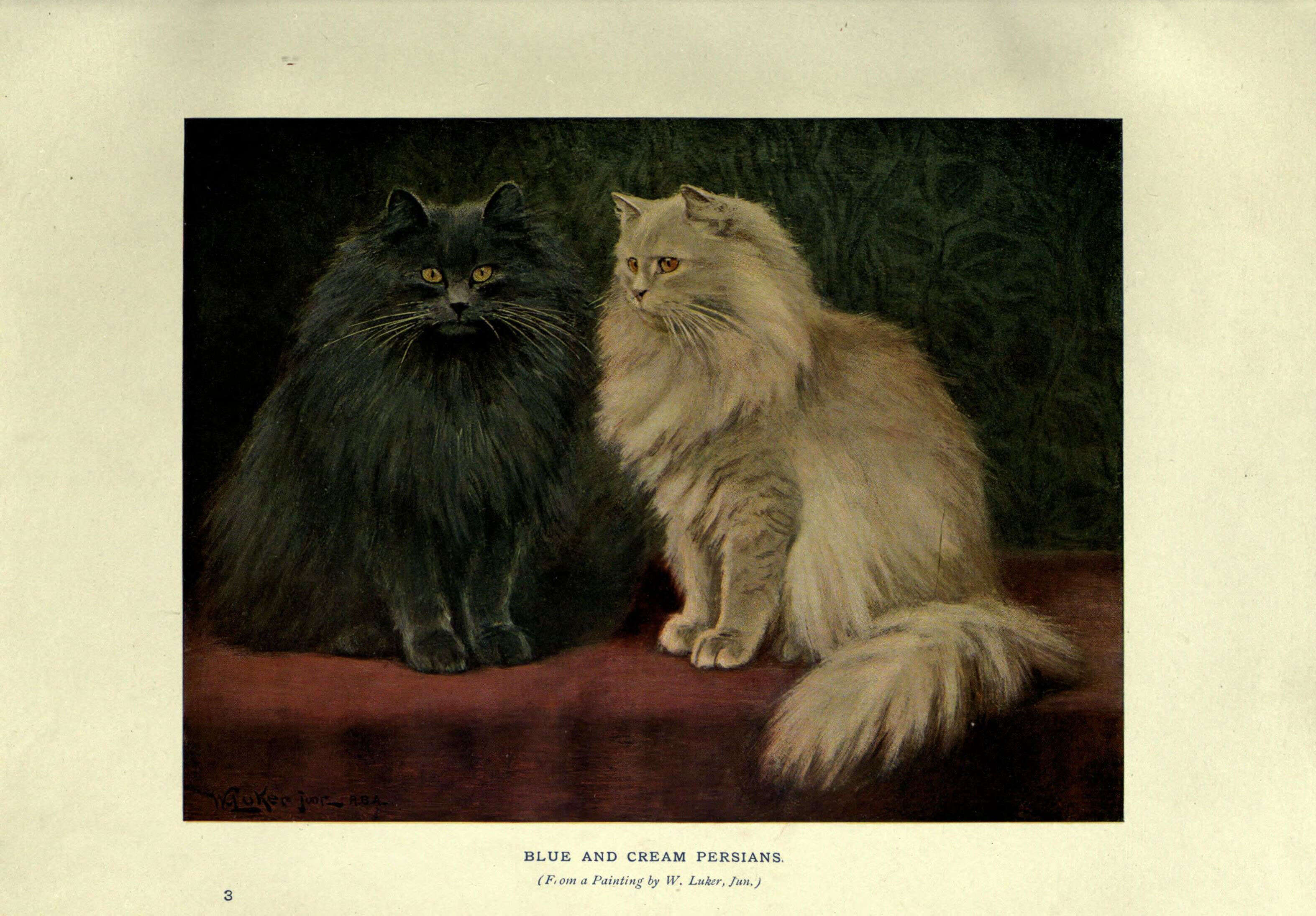 Image of Small Cats