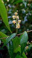 Image de Myrcia sylvatica (G. Meyer) DC.