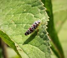 Plancia ëd Agrosoma placetis Medler 1960