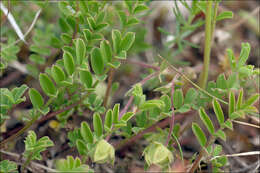 Imagem de Hippocrepis comosa L.