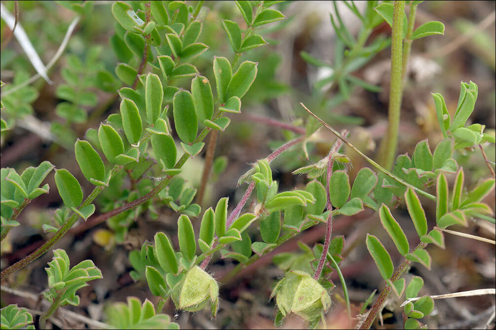 Image of hippocrepis