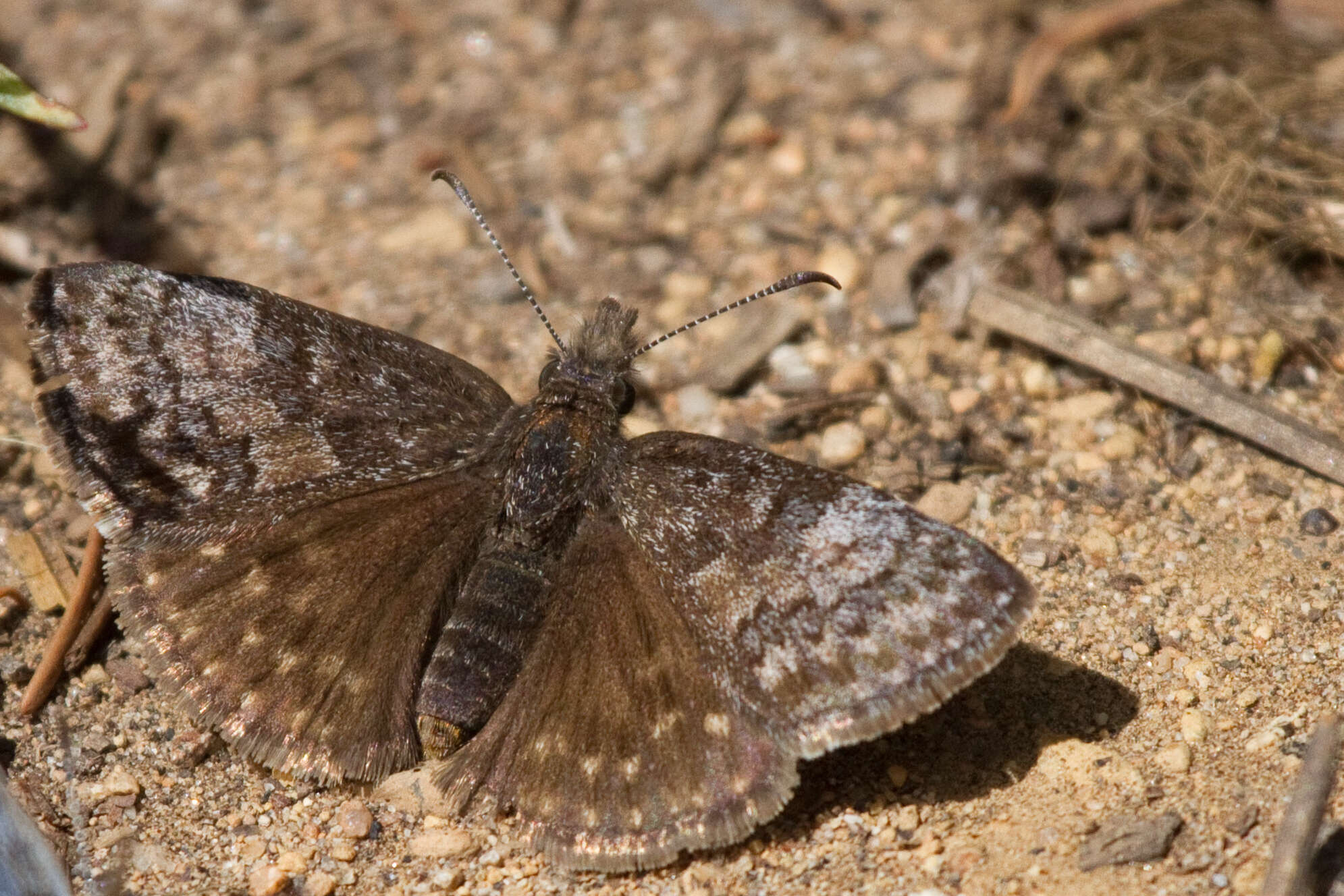 Image of Skipper