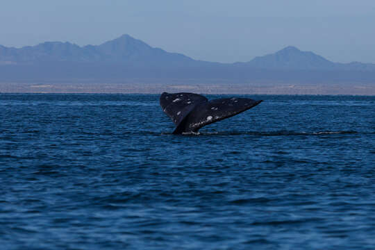 Image of Gray Whale